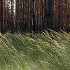 Wild Meadow Grass Seeds For SSSL Reinstatement