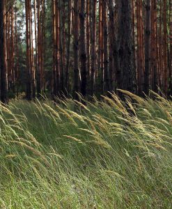 Wild Grass Seeds For SSSL Reinstatement