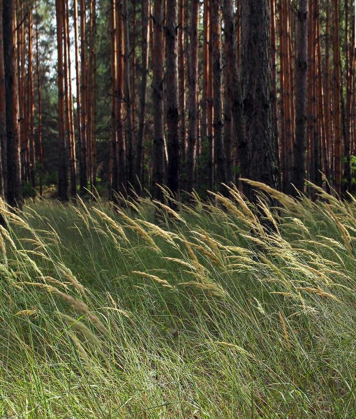 Native Meadow Grass Seed For Environmental Areas GSS DIRECT LTD