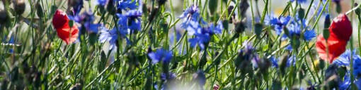 Native Annual Wildflower Seeds