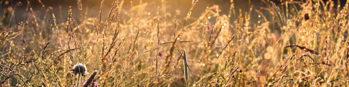 UK Meadowgrass Seed Supplier