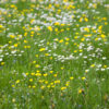 WILD LAWN SEEDS - BASIC MIX