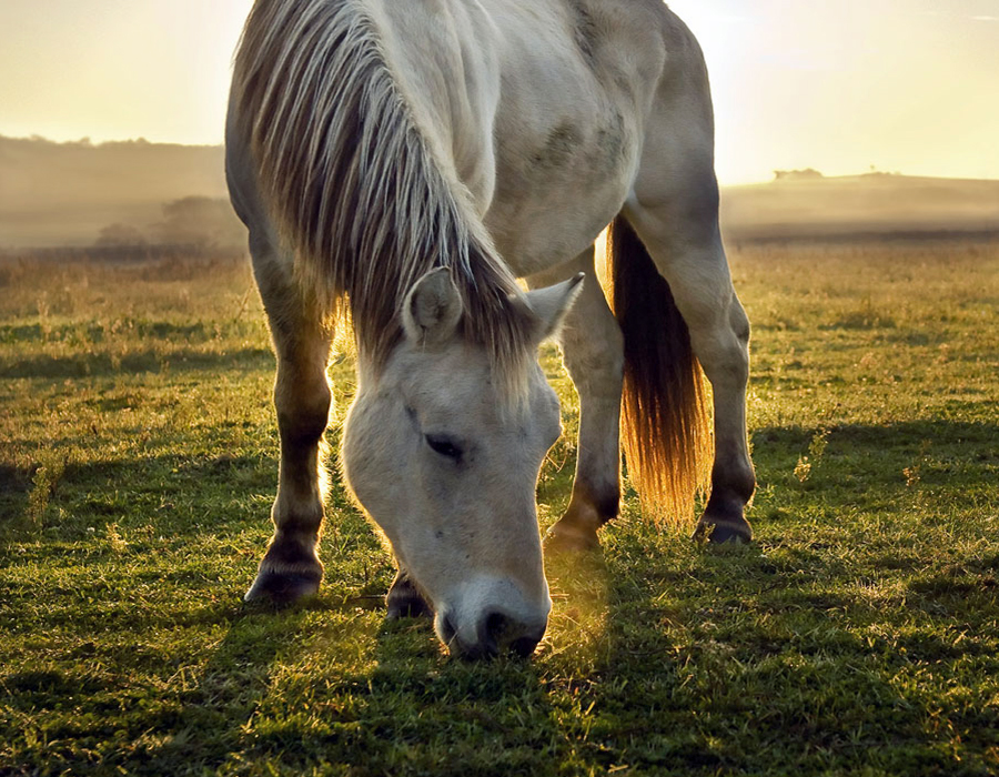 Horse Pasture Seed Supplier