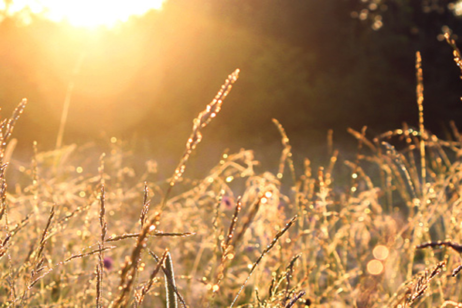 UK MEADOW GRASS SEEDS