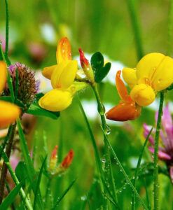 WILDFLOWER LAWN SEED - DIVERSE MIX