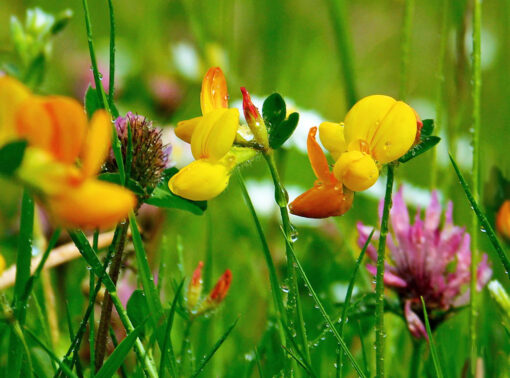 WILDFLOWER LAWN SEED - DIVERSE MIX