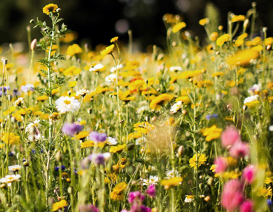 WILDFLOWER MEADOW SEEDS