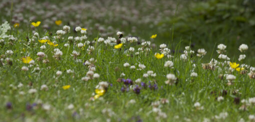WILDFLOWER LAWN SEEDS