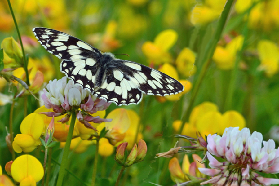 WILDFLOWER LAWN SEEDS