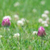 COTTAGE LAWN SEED WITH RED & WHITE CLOVER SEEDS