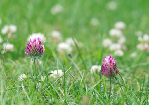 COTTAGE LAWN SEED WITH RED & WHITE CLOVER SEEDS