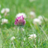 COTTAGE LAWN SEED WITH RED & WHITE CLOVER SEEDS
