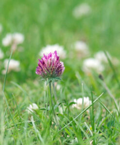 COTTAGE LAWN SEED WITH RED & WHITE CLOVER SEEDS