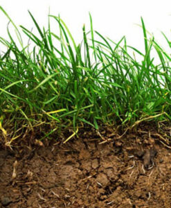 Soil Stabiliser Seed Mix GSS-BL10